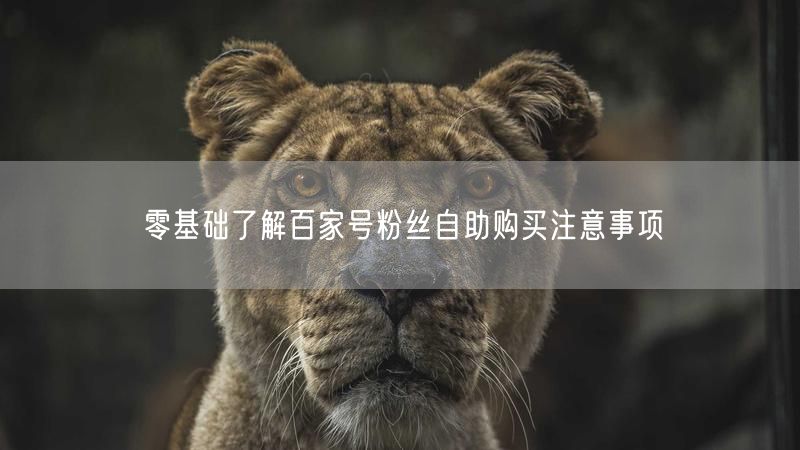 零基础了解百家号粉丝自助购买注意事项